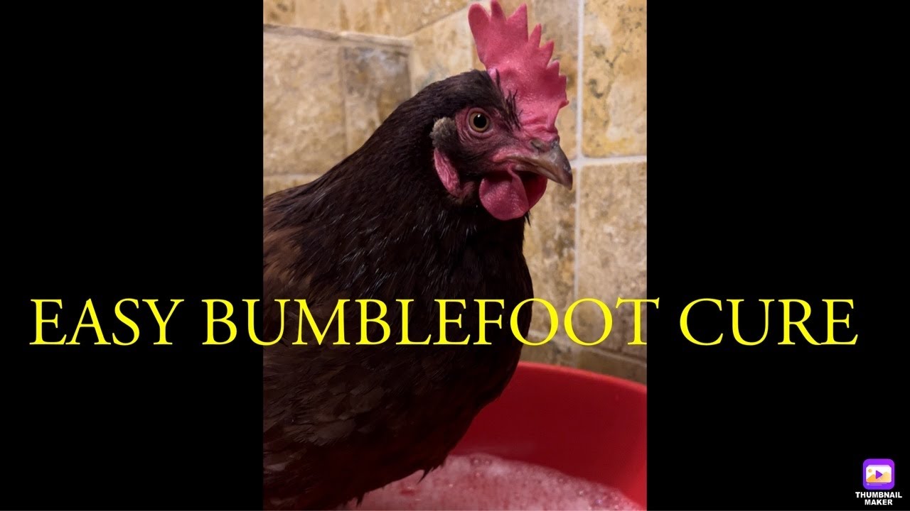 BUMBLEFOOT Removal YouTube