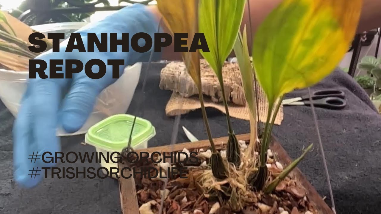 STANHOPEA ORCHID REPOT Time to look inside the basket at stanhopea