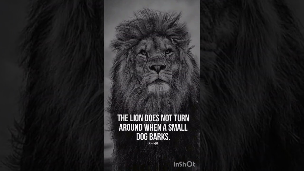 Lionmindset#stayfocused#succesattitude#youtubeshort #dailyquotes