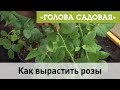 Голова садовая - Как вырастить розы