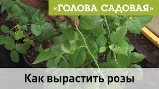 Голова садовая - Как вырастить розы