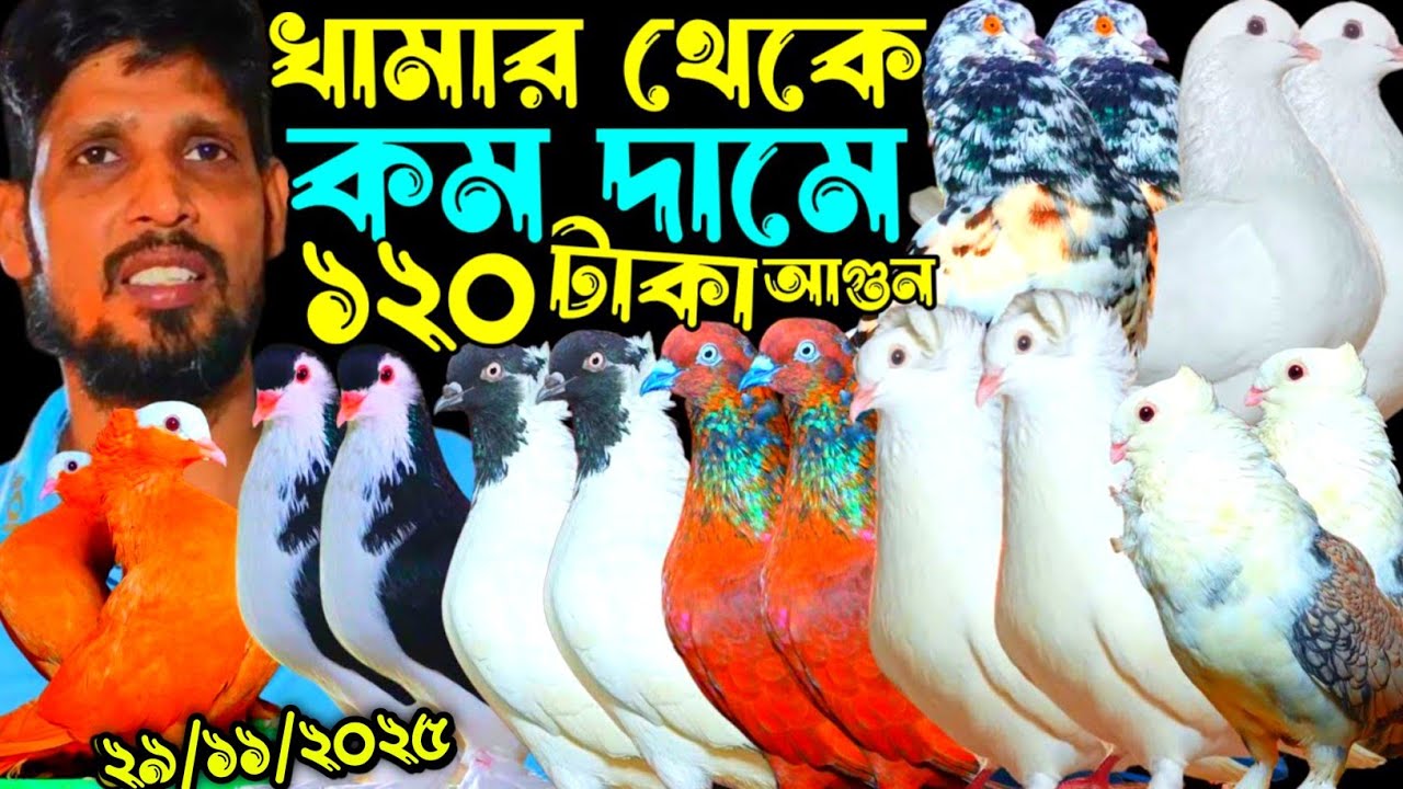 ১৫০|১২৫ টাকা জোড়া ফেন্সি রেসার কবুতর বিক্রি হবে আকর্ষণীয় সেরা অফার পানির দামে বিক্রি হবে কবুতর