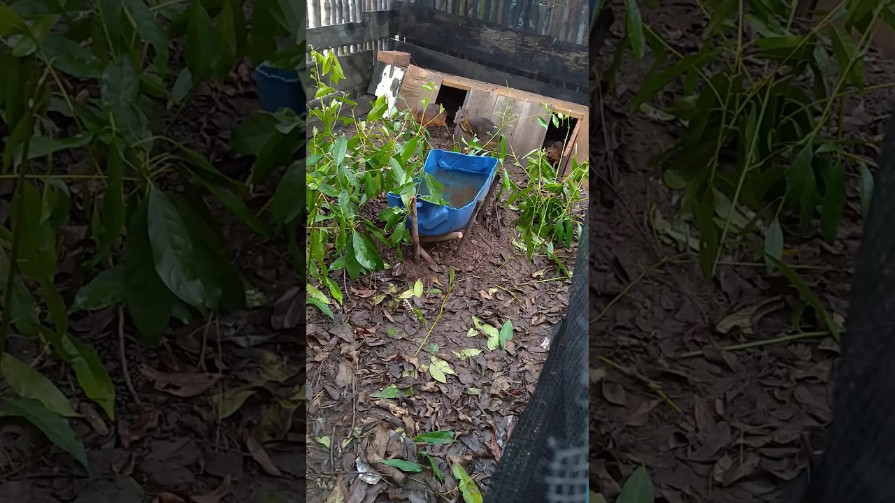 Ternak kancil/pelanduk(1) 