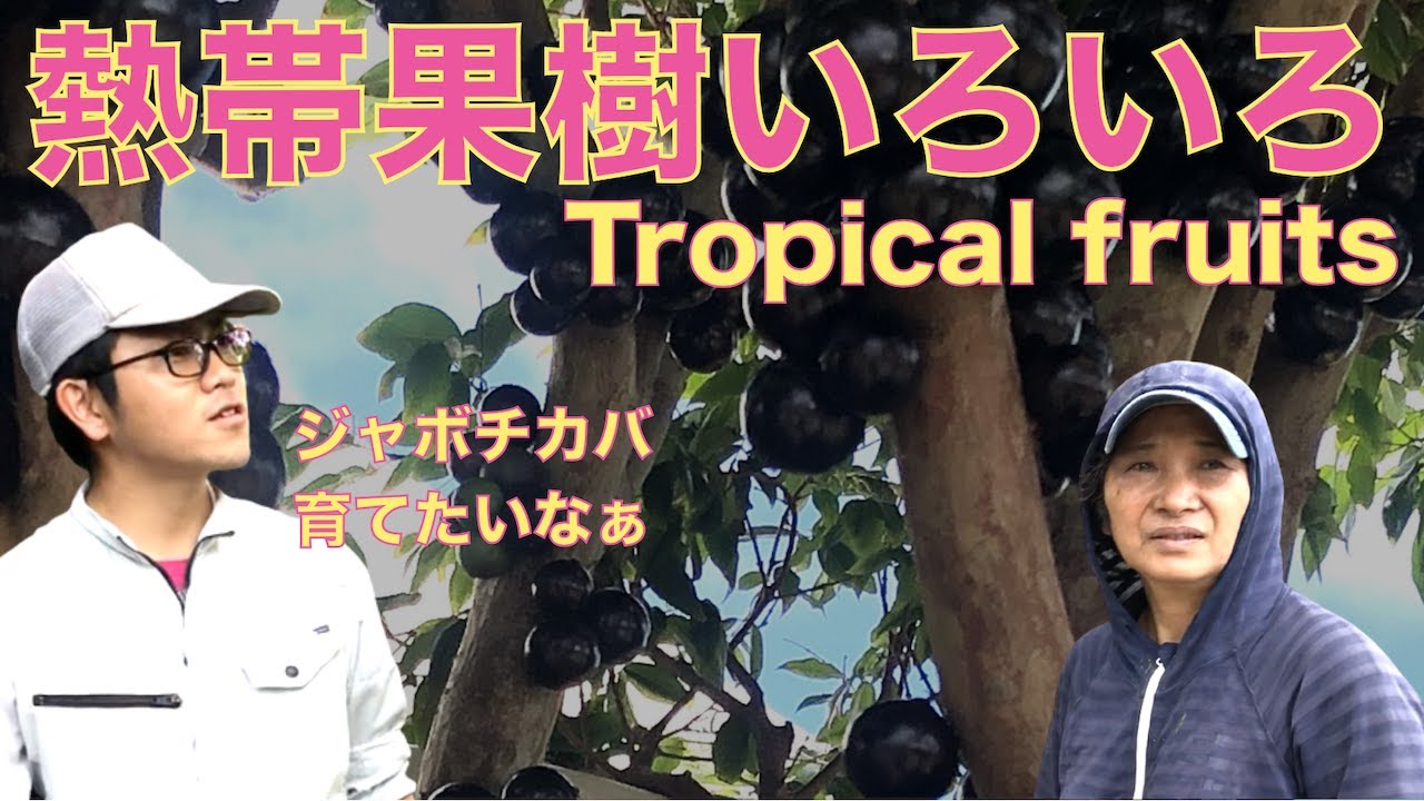 Wandering around Michiyo's tropical orchardthe jaboticaba was