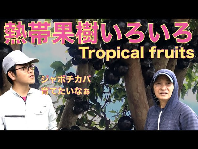 ジャボチカバ　中葉種　M8-03 ジャボチカバ 中葉種 M8-03