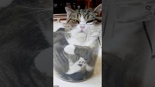Proving Cats Are Liquid : Defy all Laws of Physics #cat #pets