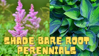 Online Plant Haul: Unboxing Longfield Gardens Bare Roots! Beautiful Shade Perennials