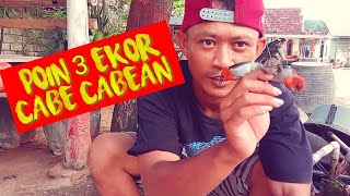 MIKAT BURUNG SOGON,YANG DATANG MALA BURUNG CABE CABEAN!!
