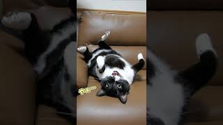 猫がカッスカスの声で歌ってみた♪【#Shorts】