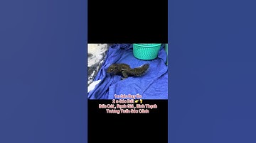 1 e Sóc Bay Úc 2 e Sóc Đất 👉🦶Bến Cát , Rạch Giá , Bình Thạnh  - Trương Tuấn Sóc Cảnh