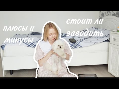 Стоит ли заводить мальтийскую болонку? / Плюсы и минусы породы