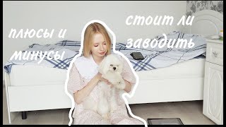 Стоит ли заводить мальтийскую болонку? / Плюсы и минусы породы