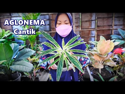 Video: 10 Tanaman Untuk Dielakkan - Pandangan Alternatif