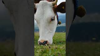 Cow Grazing In Slow Motion