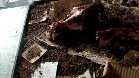 Dermestid Beetles How To Raise