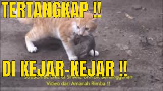 Kucing vs tikus menangkap mengejar dan berkelahi di halaman rumah seru abis !