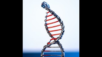 Spring Becomes DNA Helix