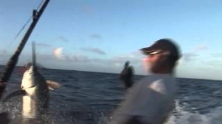bumper bouncer marlin