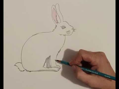 How to draw a Rabbit! - YouTube