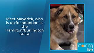 Meet Maverick, who is up for adoption at the Hamilton/Burlington SPCA
