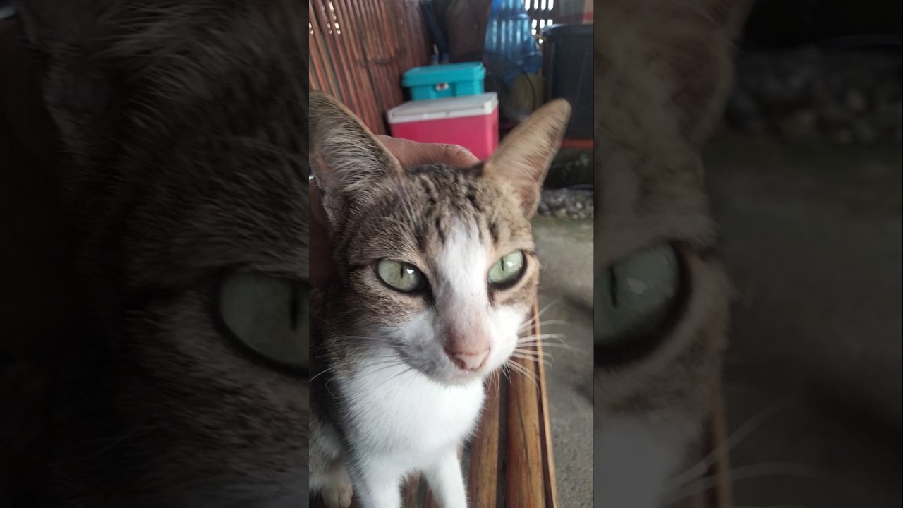 😻🐈‍⬛🙀🐈 #straypet #straypet #kitty