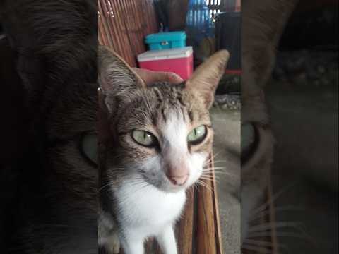 😻🐈‍⬛🙀🐈 #straypet #straypet #kitty