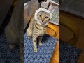 可愛すぎた、ちいかわ、ぬっこ😭💔 #保護猫 #猫好きさんと繋がりたい #猫のいる暮らし #cat #cute#shorts