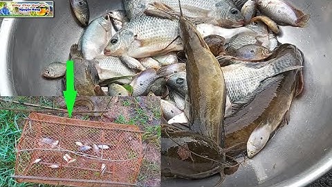 #1: Đặt Lờ Cá Sặc Ở Quê Mùa Mưa