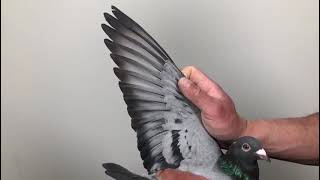 Meulemans 035
