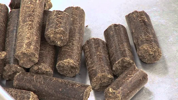 Feeds and Feeding Cattle