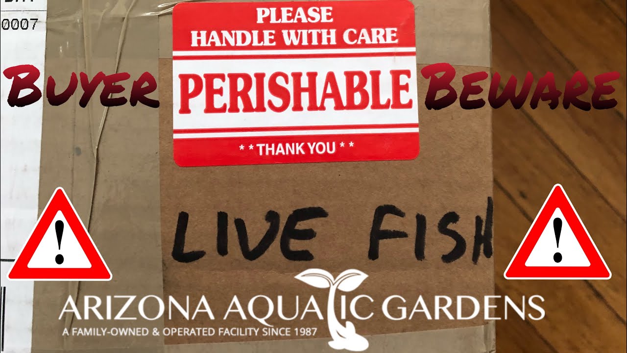 LIVE FISH UNBOXING AZ Aquatic Gardens YouTube