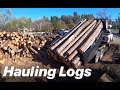 HAULING LOGS WITH THE DUMP TRAILER! and almost got hit with a tree