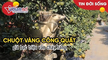 Chuột vàng cõng quất giá bạc triệu vẫn đắt hàng, không đủ bán Tết  | Tin tức Vietnamnet
