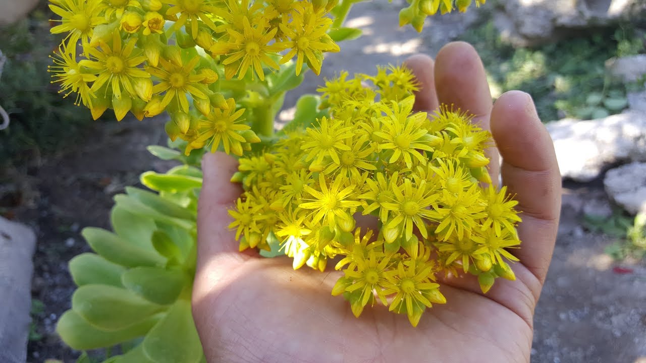 Un Aeonium en floracion ! ( x Aeonioum arboreum) / Rosa verde