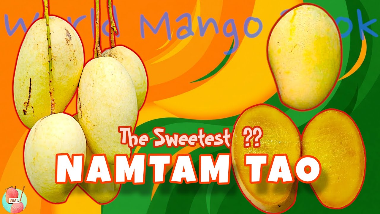 NAMTAM TAO - Review Of One Of The Sweetest Varieties From Thailand 