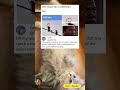 This is Catttt！laugh out loud.#funny#funnymemesvide0s #fyp  #memes