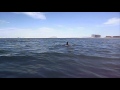 Kayaking with dolphins beach sea sun rocky point mexico
