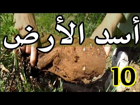 العشبة 10 من السلسلة التعريفية بالأعشاب الموجودة في المغرب أداد