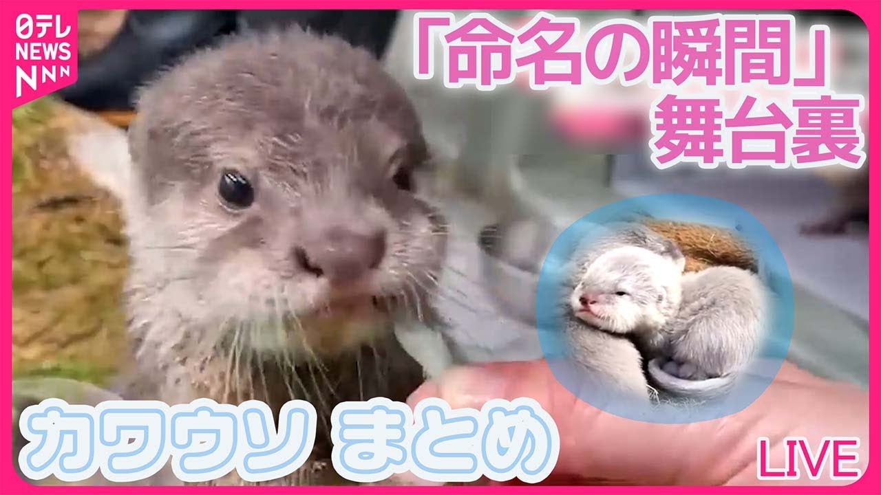 カワウソまとめ】3姉妹のパパはイクメン！？命名までの18日間