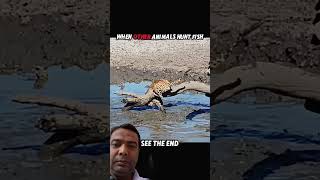 animal fish 🐟 catches #funny #animals #wildlife #dog #nature #trending #cat #fish #shorts