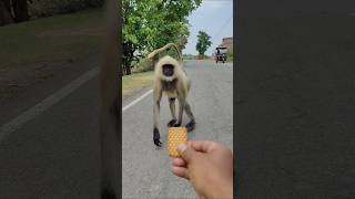Cute Langur Asking for Biscuit 😍 | Monkey Funny Moment #shorts