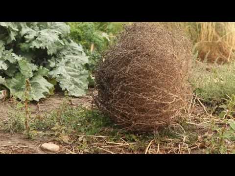 Video: Salsola Soda Bilgisi: Agretti Bitkileri Nasıl Yetiştirilir