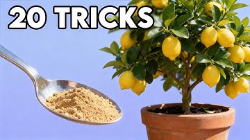 20 Tricks to Grow Lots of Lemons With Shockingly Easy Citrus Tree Care