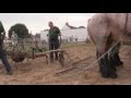 Belgian draft horses potato harvest on the traditional way