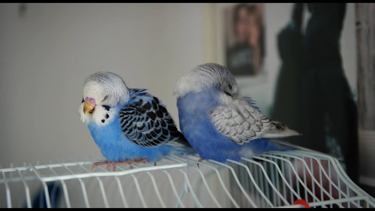 Sleeping Baby Budgie Birds with Mellow Music to Relax, Calm Down