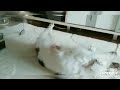 ミニチュアダックスフンド(パイボールド)、さぶろうじいちゃんの日常。吠えてるか、遊んでるか、ママの足を舐めてます。part2