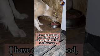 No One Wants To Adopt Rescued Stray Dog Belka...