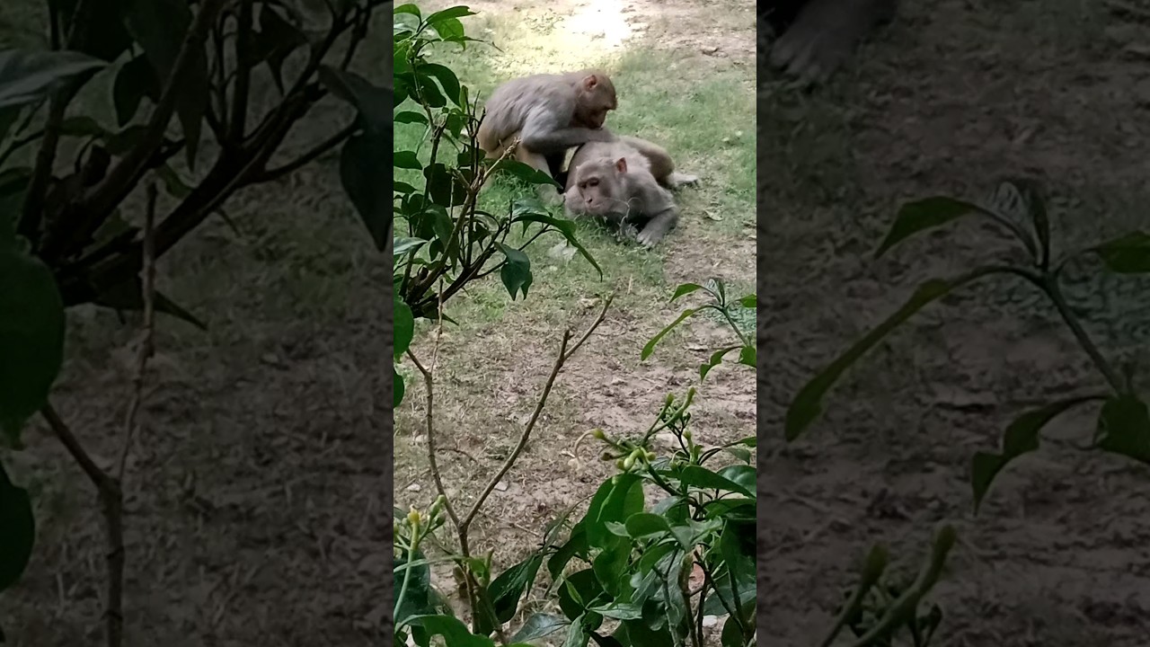 monkey funny video/MOG Amazing monkey funny video