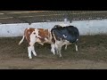 Bulls & Cows Best Farming - New Bulls Meet Cows First Time #14