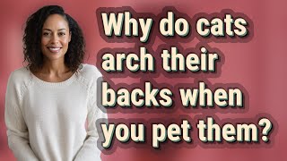 Why do cats arch their backs when you pet them?